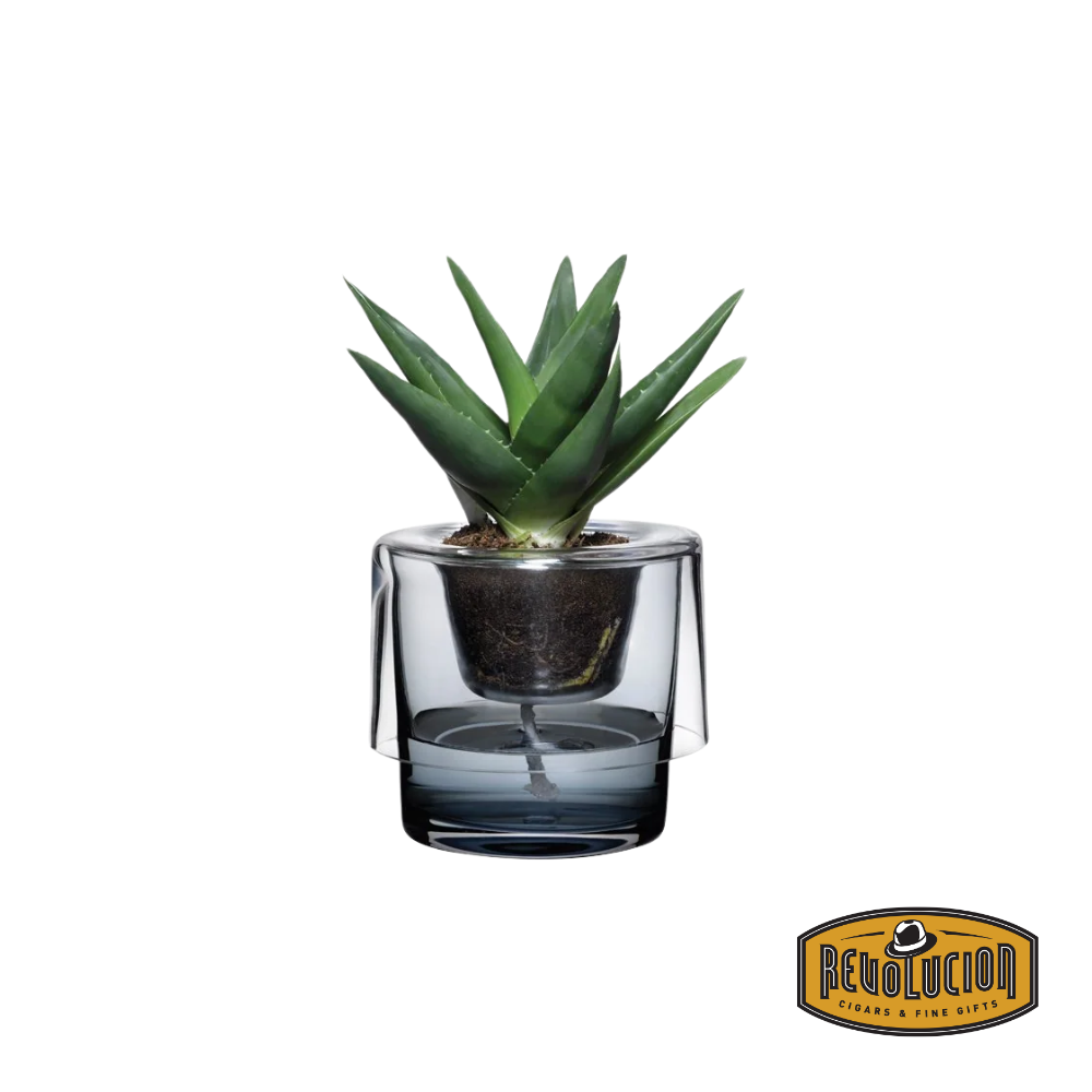 Nude Roots Herb Pot with a plant inside, highlighting its functional and elegant design that seamlessly blends into any kitchen or living space.